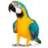 GUACAMAYO