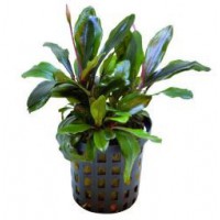BUCEPHELANDRA
