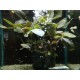 PLANTA MADRE