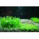 BANDEJA PLANTA TAPIZANT 10X15