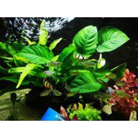 TRONCO 3 PLANTAS