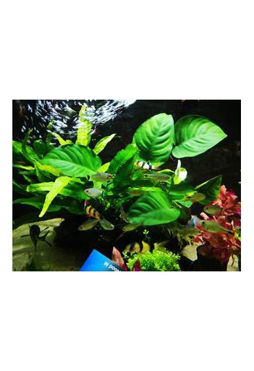 TRONCO 3 PLANTAS