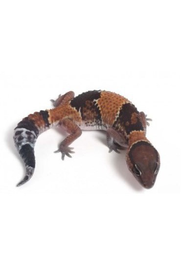 GECKO COLA GRUESA, HEMITHECONYX CAUDICINATUS GECKO COLA GRUESA, HEMITHECONYX CAUDICINATUS