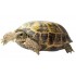 TORTUGA RUSA BABY HOLSFIELDI""