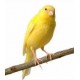 CANARIO MACHO CANTO EXCELENTE