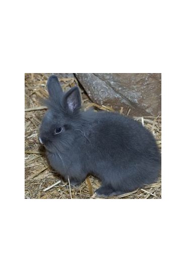 CONEJO ANGORA CONEJO ANGORA
