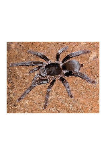 ARAÑA GIGANTE AFRICANA, HYSTEROCRATES GIGAS ARAÑA GIGANTE AFRICANA, HYSTEROCRATES GIGAS