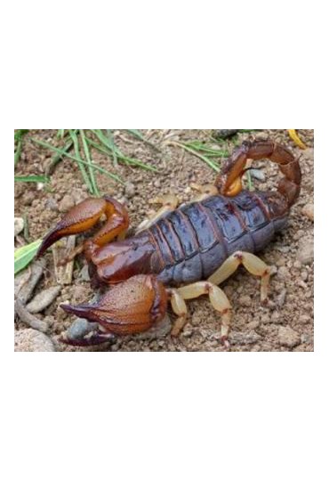 ESCORPION EXCAVADOR, OPISTOPHTALMUS GLABRIFONS ESCORPION EXCAVADOR, OPISTOPHTALMUS GLABRIFONS