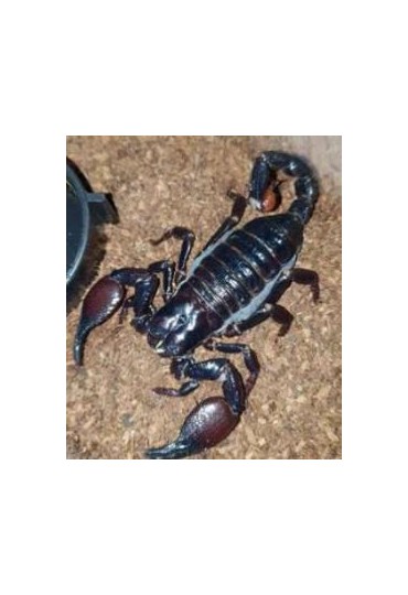 ESCORPION EMPERADOR DE MONZAMBIQUE, PANDINUS VIATO ESCORPION EMPERADOR DE MONZAMBIQUE, PANDINUS VIATO