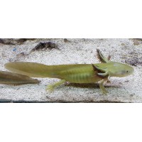AJOLOTE, AMBYSTOMA MEXICANUM