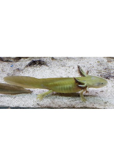AJOLOTE, AMBYSTOMA MEXICANUM