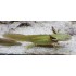 AJOLOTE, AMBYSTOMA MEXICANUM