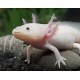 AJOLOTE, AMBYSTOMA MEXICANUM