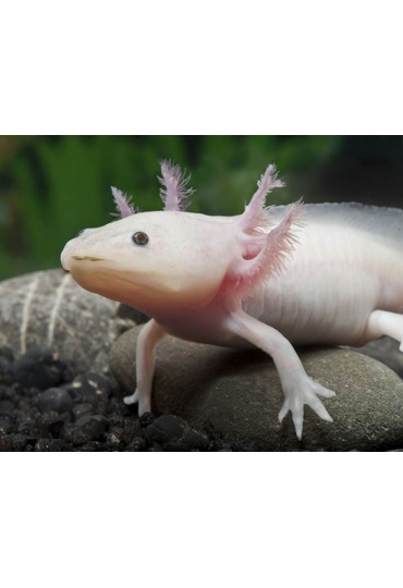 AJOLOTE, AMBYSTOMA MEXICANUM