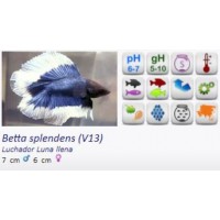 BETTA HEMBRA LUNA LLENA