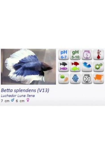 BETTA HEMBRA LUNA LLENA