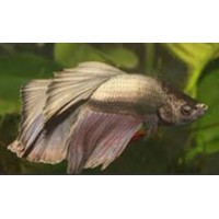 BETTA MACHO DRAGON VEILTAIL