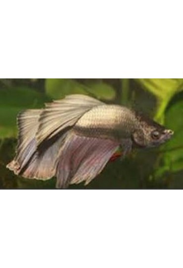 BETTA MACHO DRAGON VEILTAIL