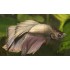 BETTA MACHO DRAGON VEILTAIL
