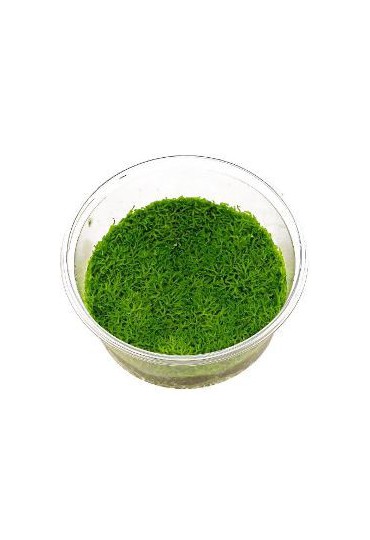 RICCIA FLUITANS