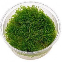 TAXIPHYLLUM BARBIERI