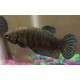 BETTA HEMBRA PLAKAT GIGANTE