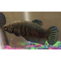 BETTA HEMBRA PLAKAT GIGANTE