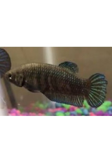 BETTA HEMBRA PLAKAT GIGANTE