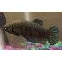 BETTA HEMBRA PLAKAT GIGANTE
