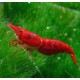 GAMBA NEOCARIDINA SUPER RED