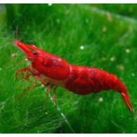 GAMBA NEOCARIDINA SUPER RED