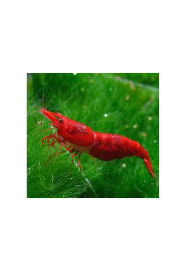GAMBA NEOCARIDINA SUPER RED