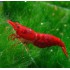 GAMBA NEOCARIDINA SUPER RED
