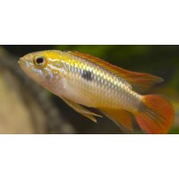 APISTOGRAMMA AGASSIZII DOBLE ROJO