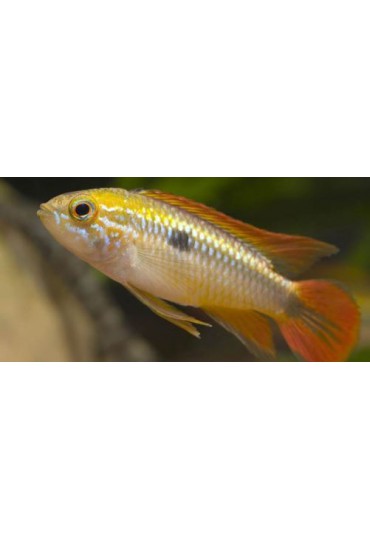APISTOGRAMMA AGASSIZII DOBLE ROJO