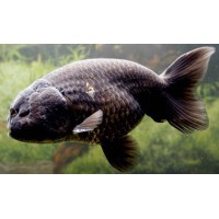RANCHU NEGRO