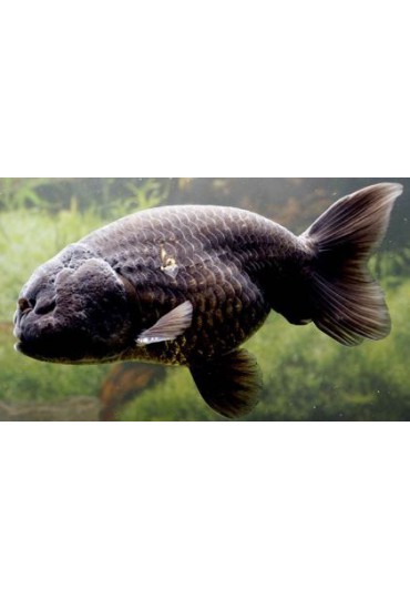RANCHU NEGRO RANCHU NEGRO