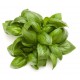 ALBAHACA CANELA ECO