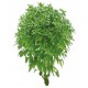 ALBAHACA HOJA PEQUEÑA