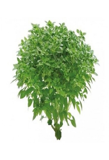 ALBAHACA HOJA PEQUEÑA