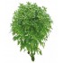 ALBAHACA HOJA PEQUEÑA