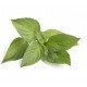ALBAHACA LIMON