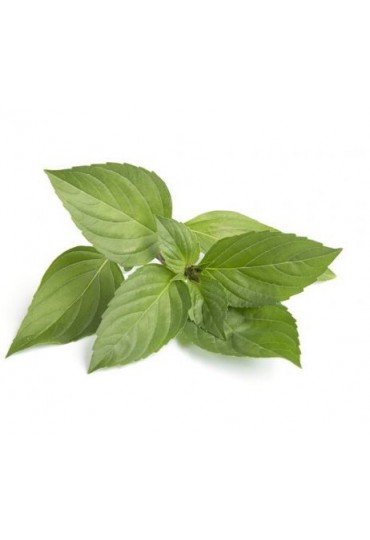 ALBAHACA LIMON