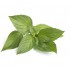 ALBAHACA LIMON