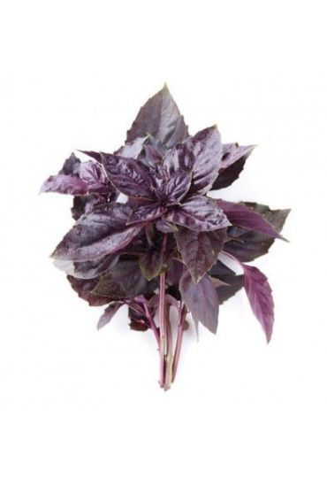 ALBAHACA PURPURA