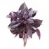 ALBAHACA PURPURA