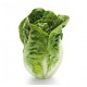 LECHUGA COGOLLO