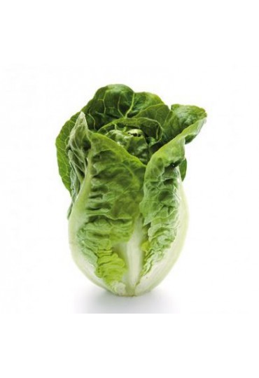 LECHUGA COGOLLO