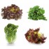 LECHUGA MIX PACK 12