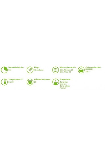 APIO VERDE